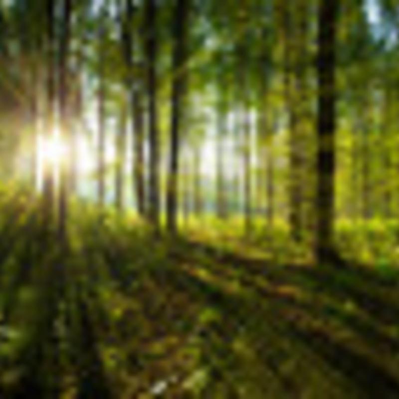 Grønne træer og grøn skovbund sløret af solen kan bidrage til en bedre sommer